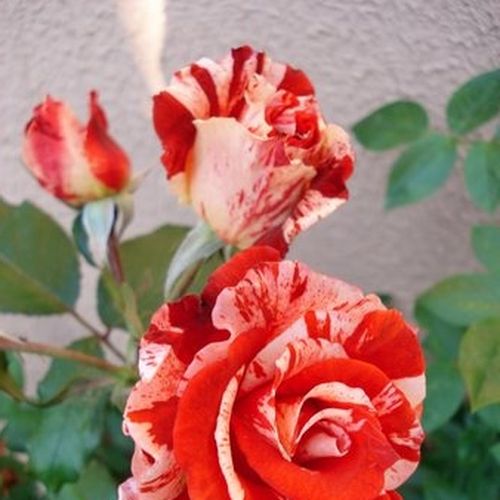 Pomarańczowy z białymi paskami - Róże pienne - z kwiatami pojedynczymi - korona krzaczasta